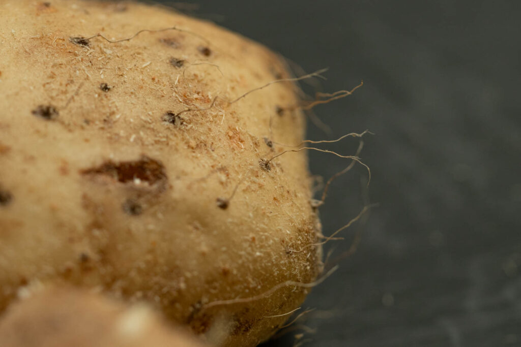 Tiny hair-like roots on nagaimo