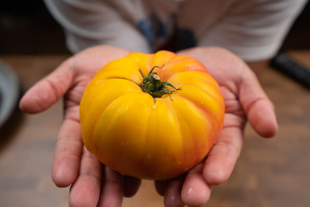 Yellow and red heirloom tomato