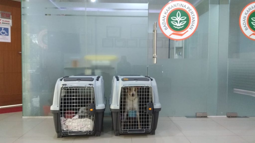 Kacang in quarantine in Jakarta, Indonesia