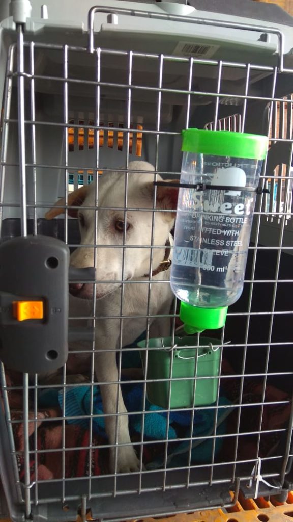 Kacang in transit, Jakarta, Indonesia