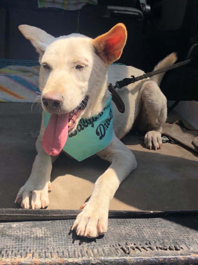 Kacang getting picked up for Happy Paws, Bali, Indonesia