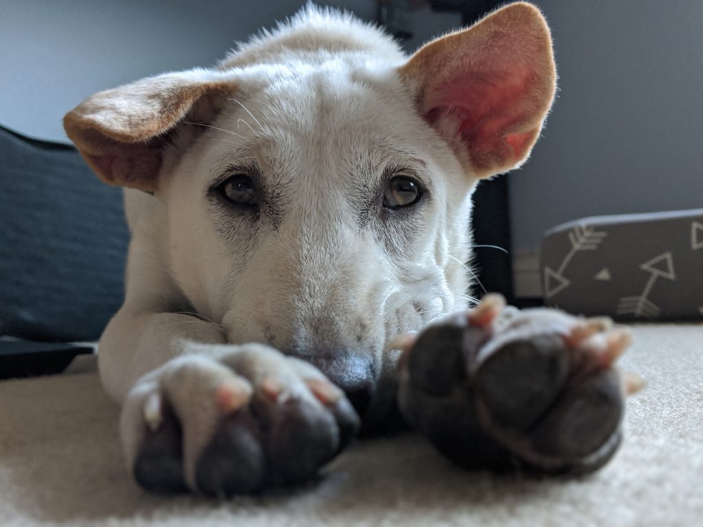 Kacang's first day in California