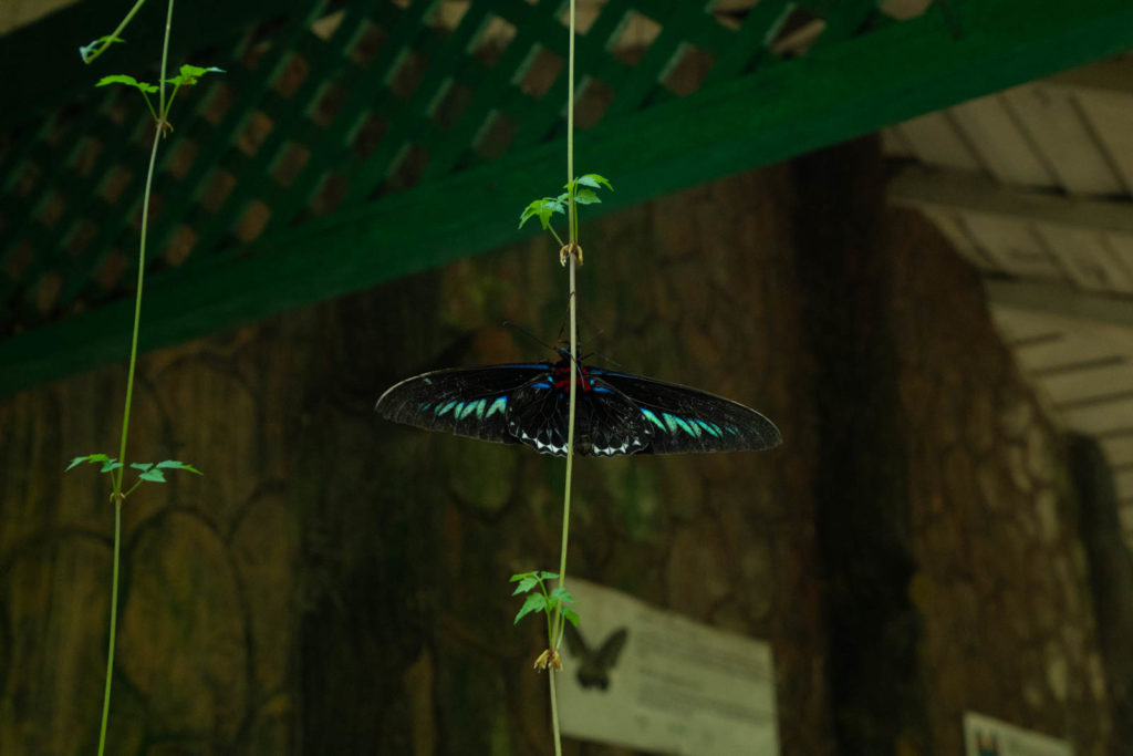 Butterfly Garden, Perdana Botanical Gardens, Kuala Lumpur, Malaysia