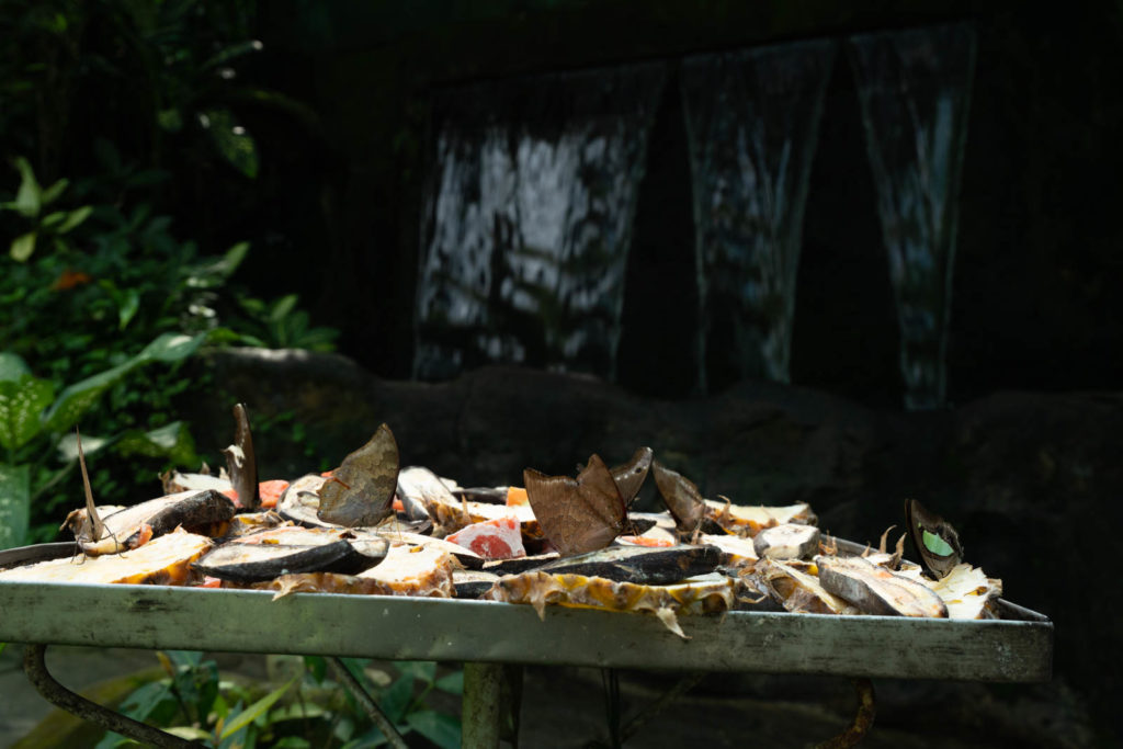 Butterfly Garden, Perdana Botanical Gardens, Kuala Lumpur, Malaysia