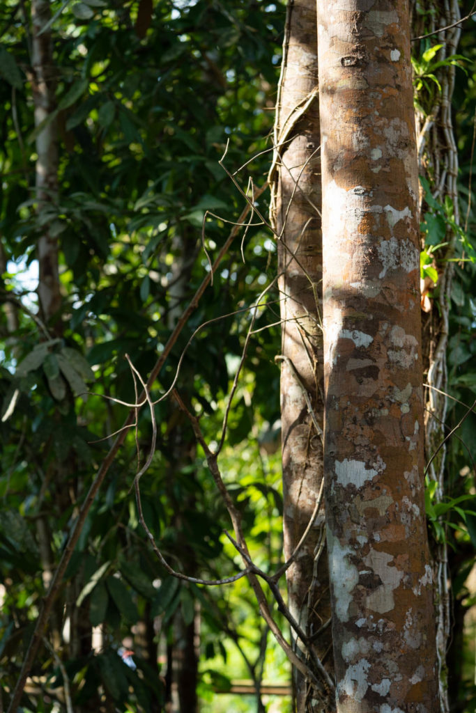 Sarawak Cultural Village, Rainforest World Music Festival 2019, Kuching, Malaysia