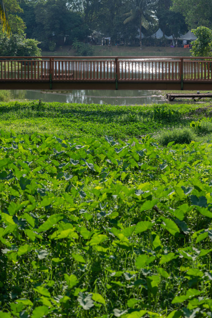 Sarawak Cultural Village, Rainforest World Music Festival 2019, Kuching, Malaysia