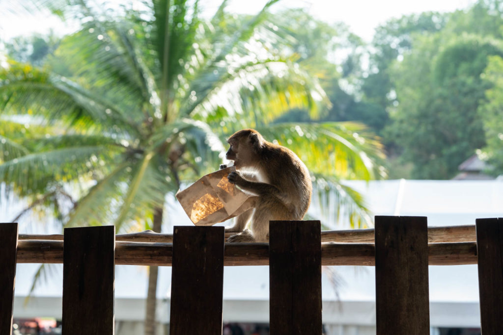 Macaque, Sarawak Cultural Village, Rainforest World Music Festival 2019, Kuching, Malaysia