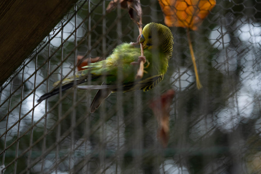 Parakeet in le parc Charruyer