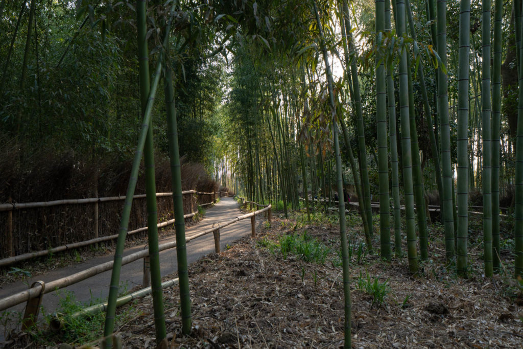 Arashiyama bamboo grove, Kyoto