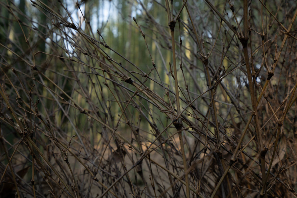 Arashiyama bamboo grove, Kyoto