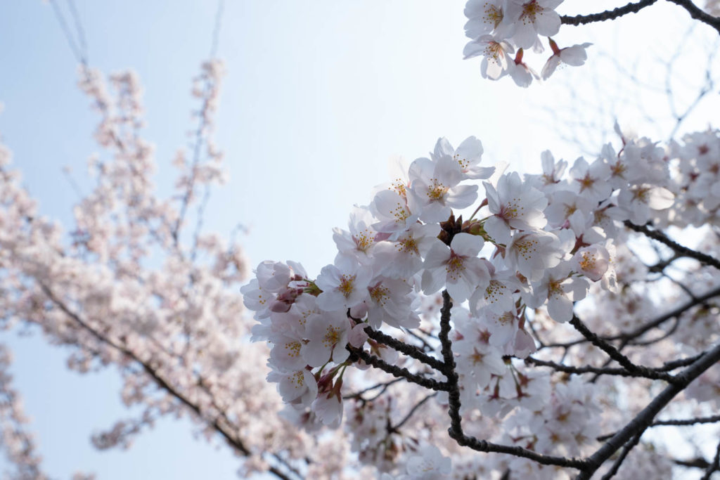 Cherry blossoms, Seiryo-ji Temple, Kyoto