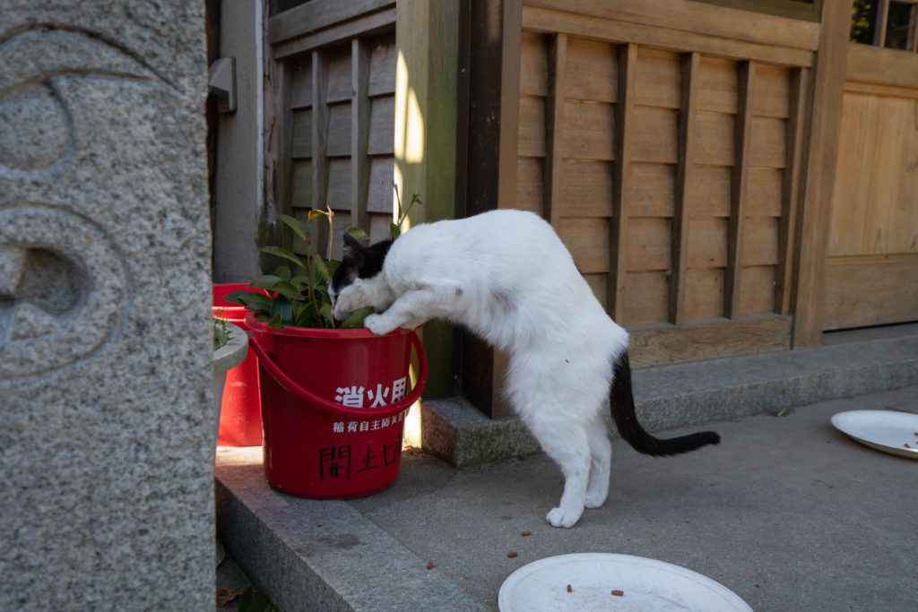 Fushimi Inari Taisha, Kyoto