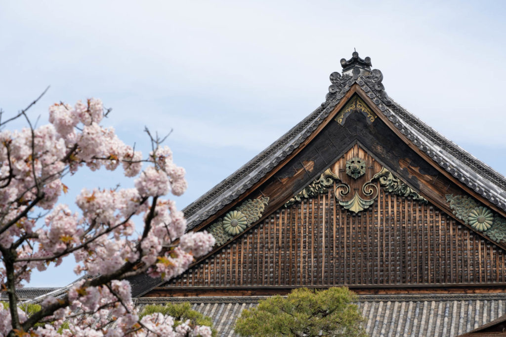 Cherry blossom, Nijō Castle, Kyoto