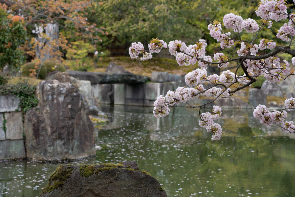 Cherry blossom, Nijō Castle, Kyoto