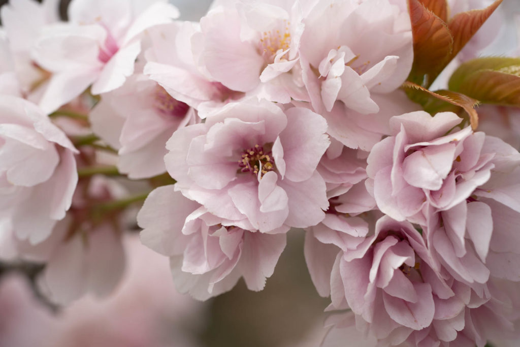 Cherry blossom, Nijō Castle, Kyoto