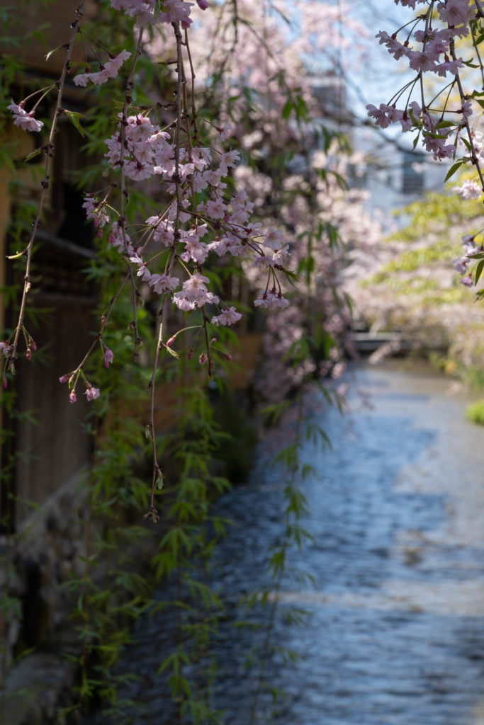 Cherry blossom, Ganto district, Kyoto