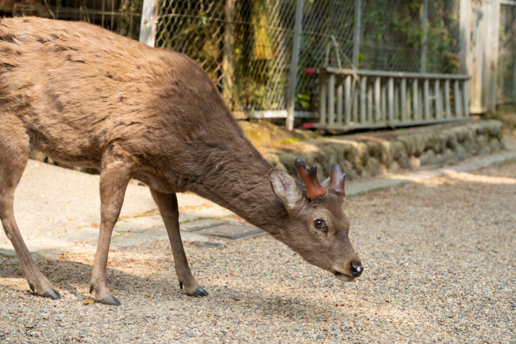 deer, Nara Park, Japan