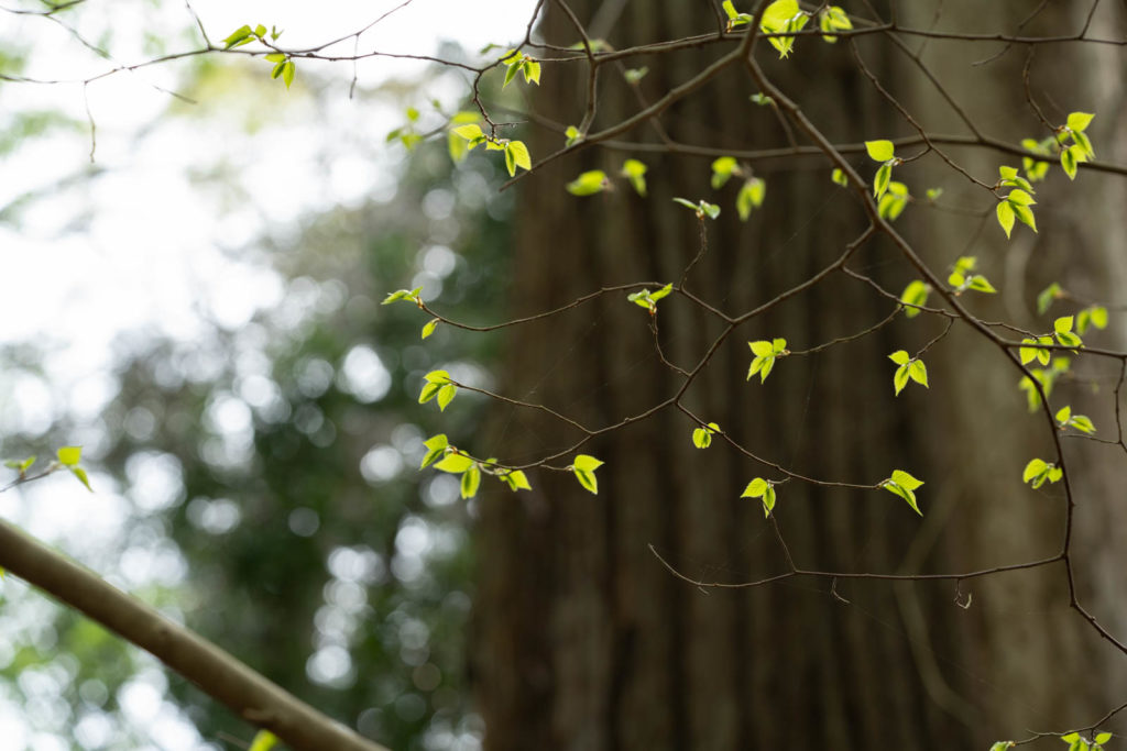 Kasuga-taisha, Nara, Japan