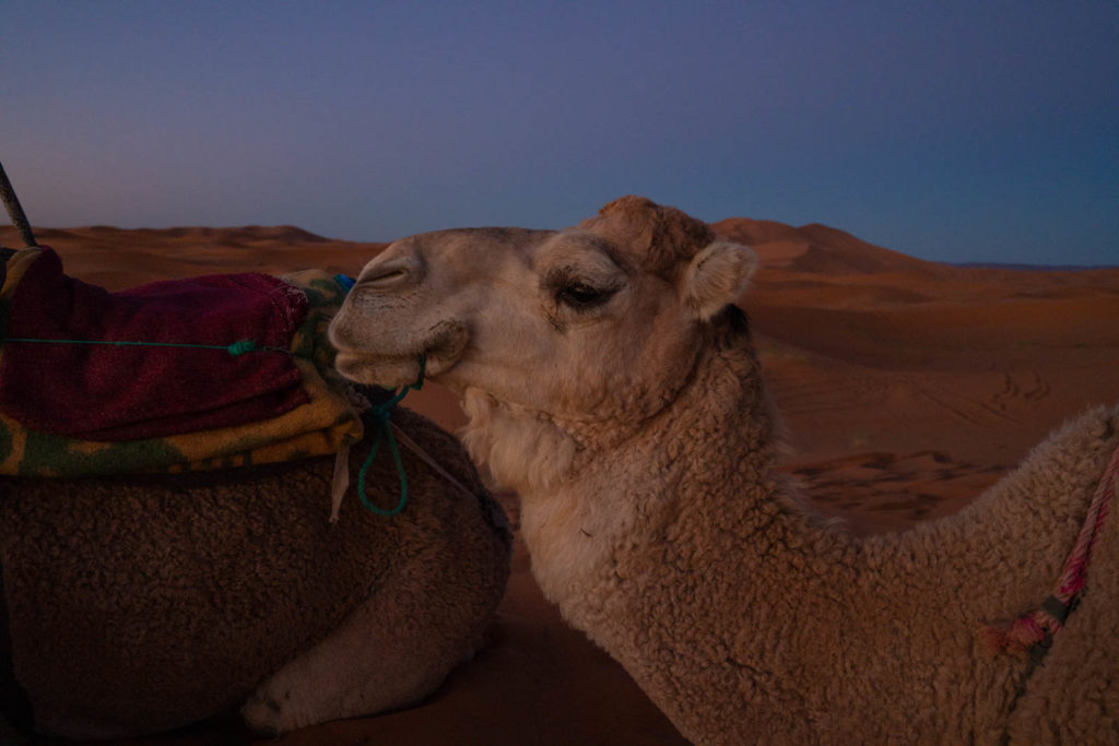 Ali & Sara's Desert Palace, Merzouga, Morocco