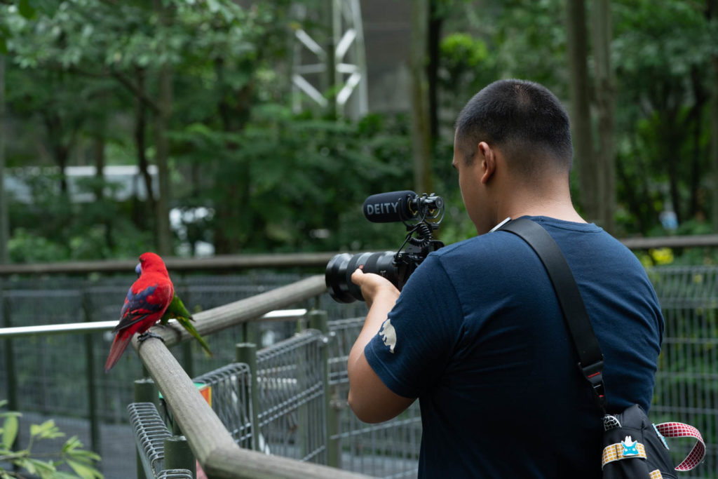 Carl recording lories, Singapore
