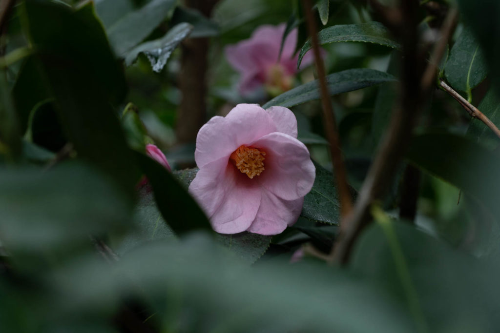 Parc de la Tete d’or, Lyon, France