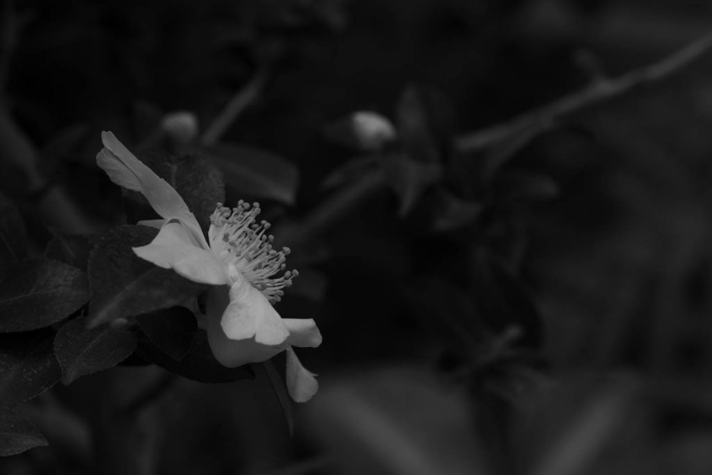 Parc de la Tete d’or, Lyon, France
