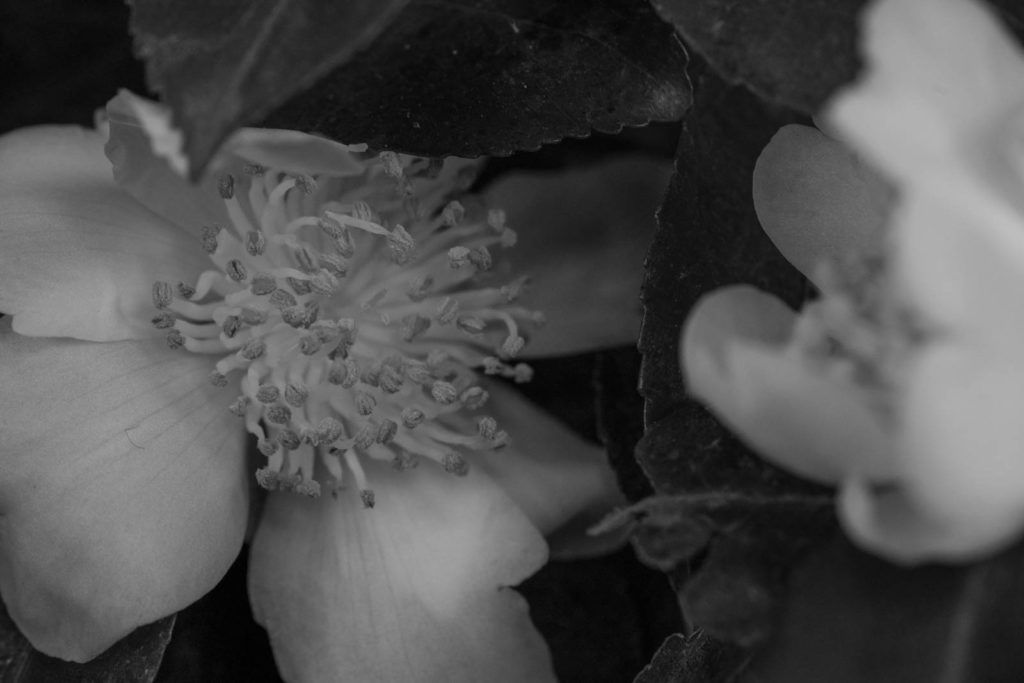 Parc de la Tete d’or, Lyon, France