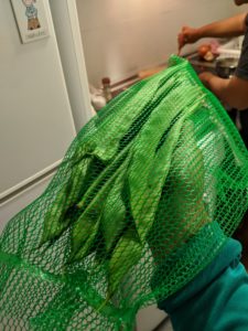 judía verde, green beans