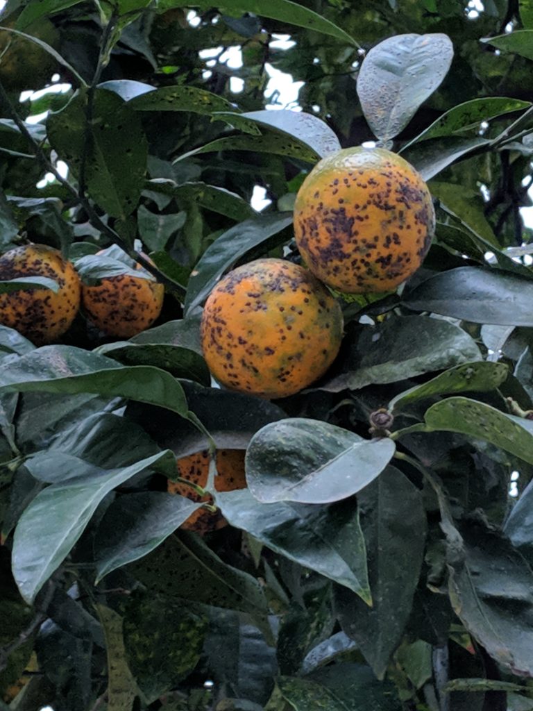 (Diseased) common oranges around the city