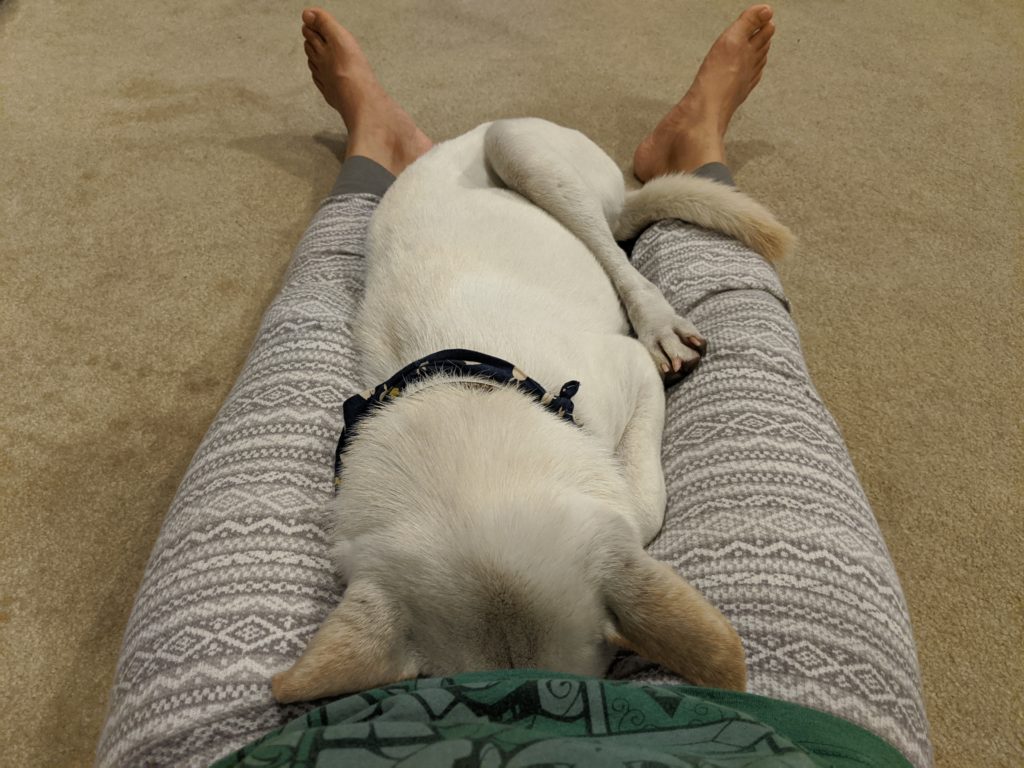 Kacang sleeping in a crotch