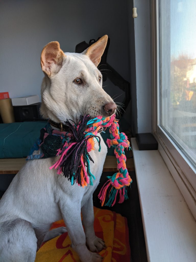 Kacang's favorite rope toy