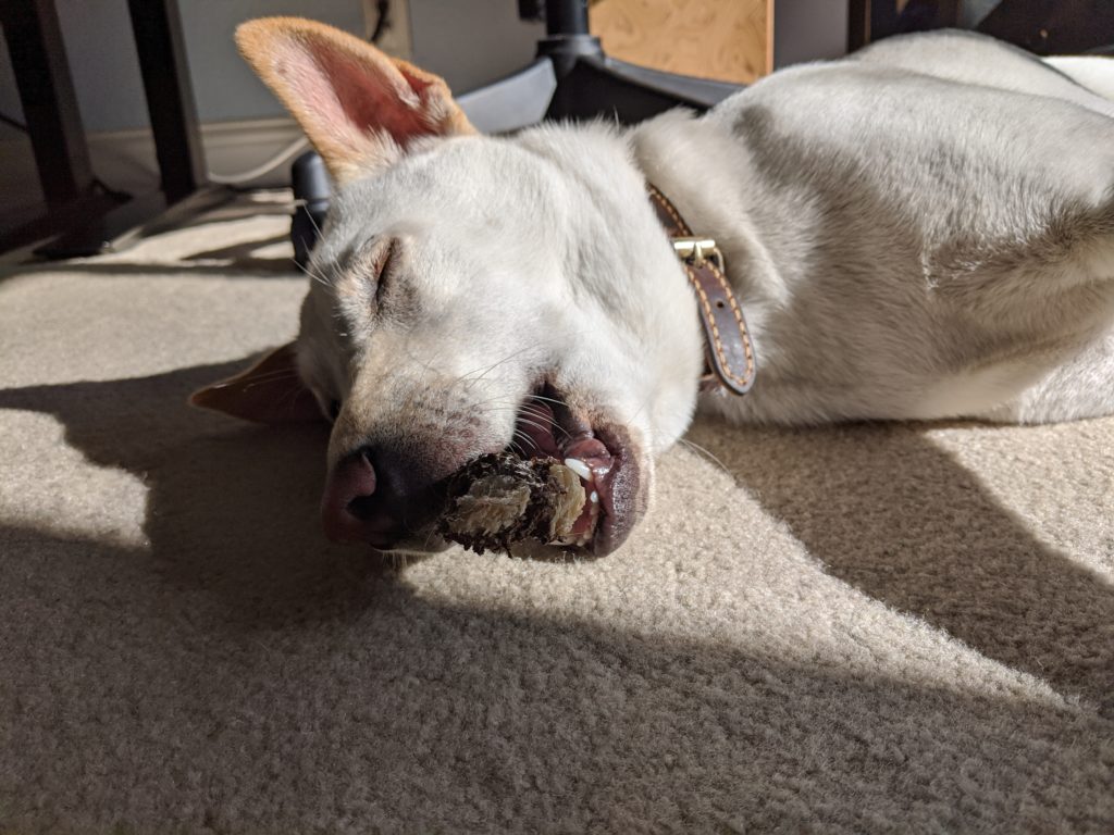 Kacang falling asleep with toys in her mouth