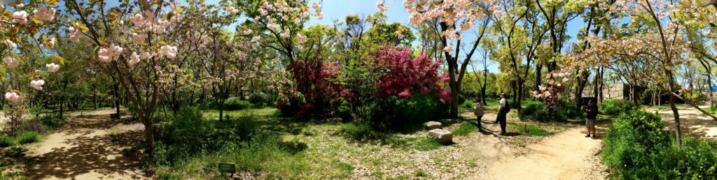 cherry blossoms, Osaka Castle