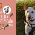 dog food recipe: chicken & sweet potato